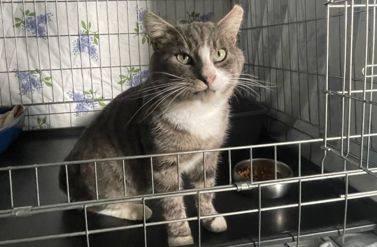 Amigo - Chat Européen à adopter