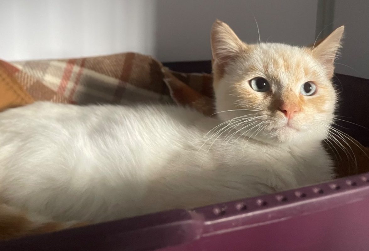 Copain - Chat Européen à adopter