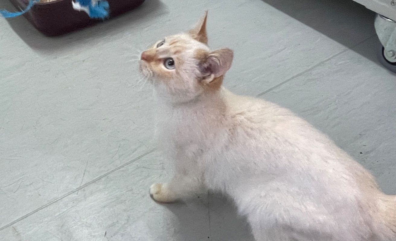 Copain - Chat Européen à adopter - photo 2