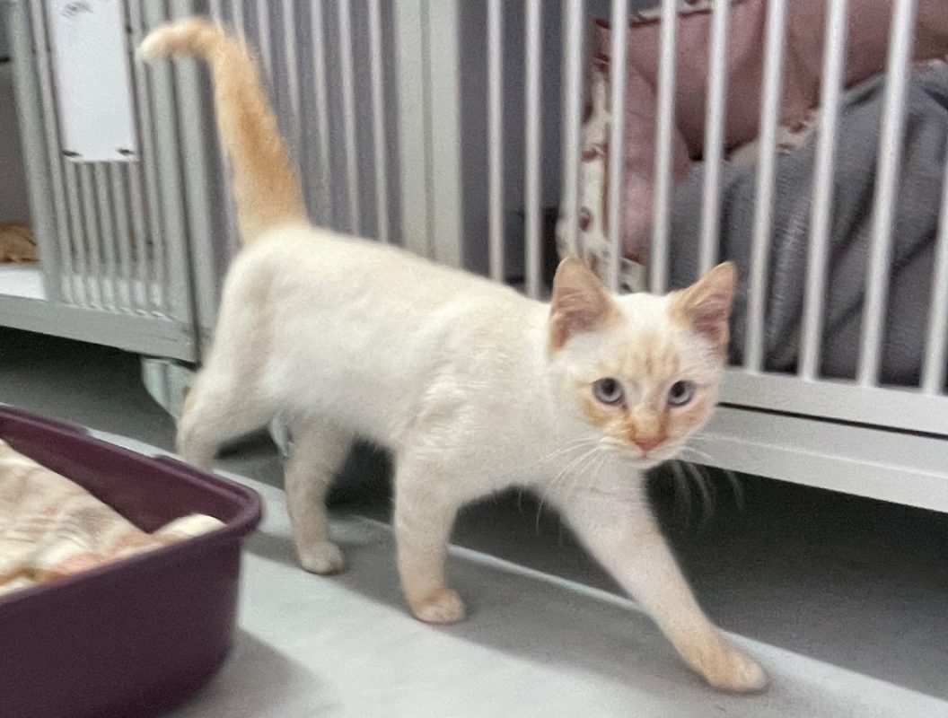 Copain - Chat Européen à adopter - photo 3