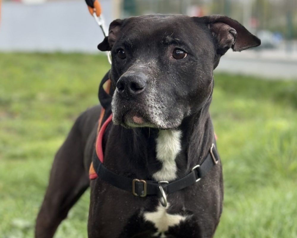 Tyson - Chien à adopter