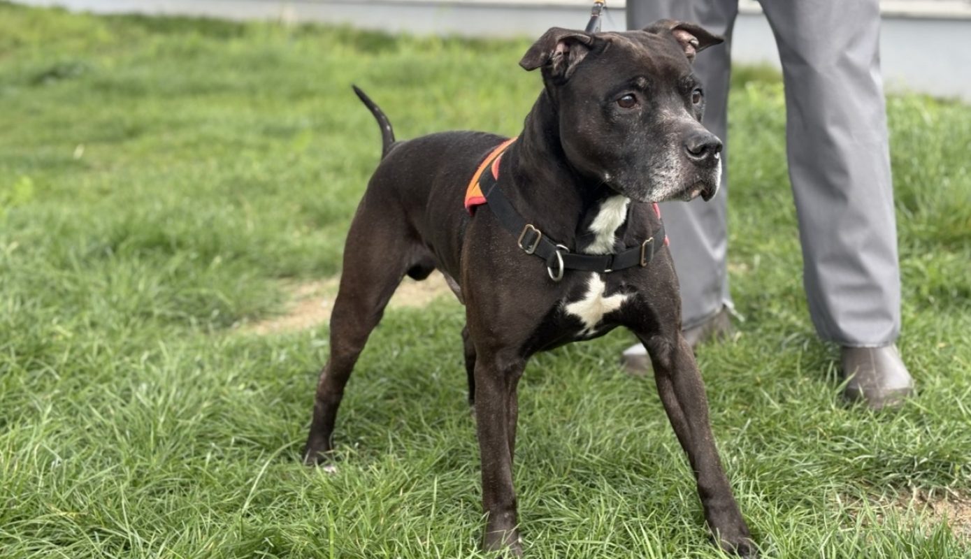 Tyson - Chien à adopter - photo 2