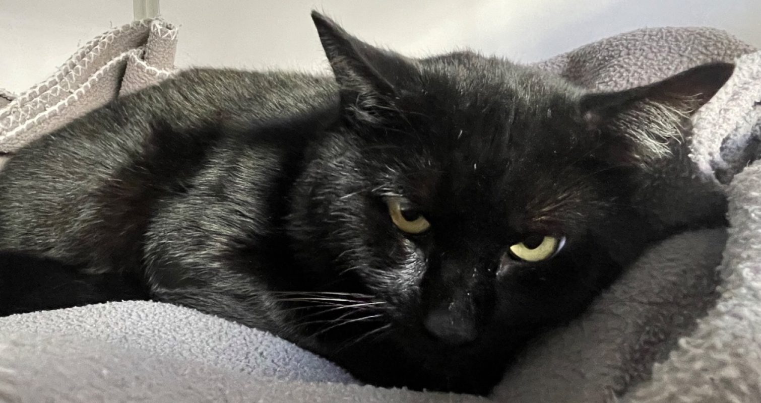 Friend - Chat Européen à adopter