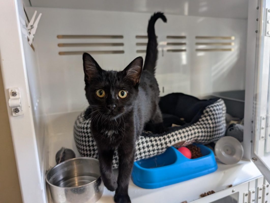 Rando - Chat Européen à adopter