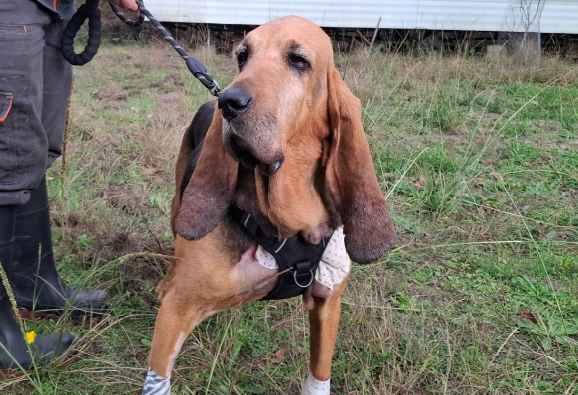 Mirabelle - Chien Bruno du Jura à adopter