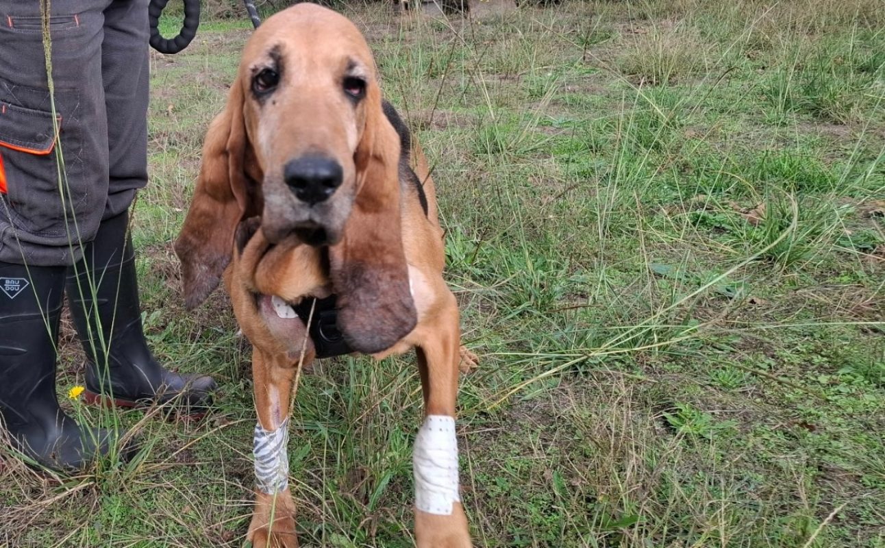 Mirabelle - Chien Bruno du Jura à adopter - photo 2