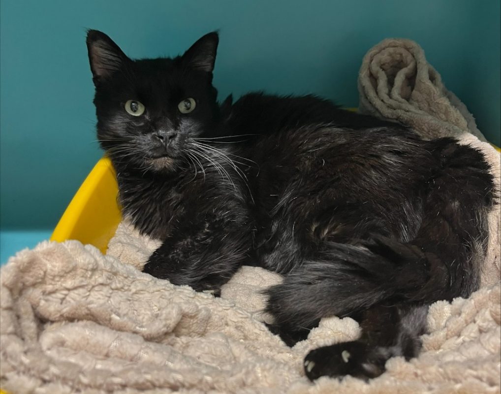 Batman - Chat Européen à adopter