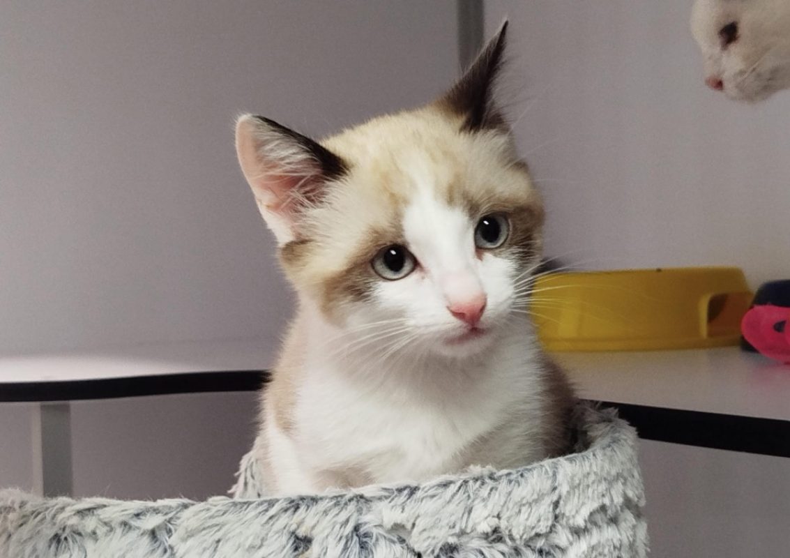 Lancelot - Chat Européen à adopter