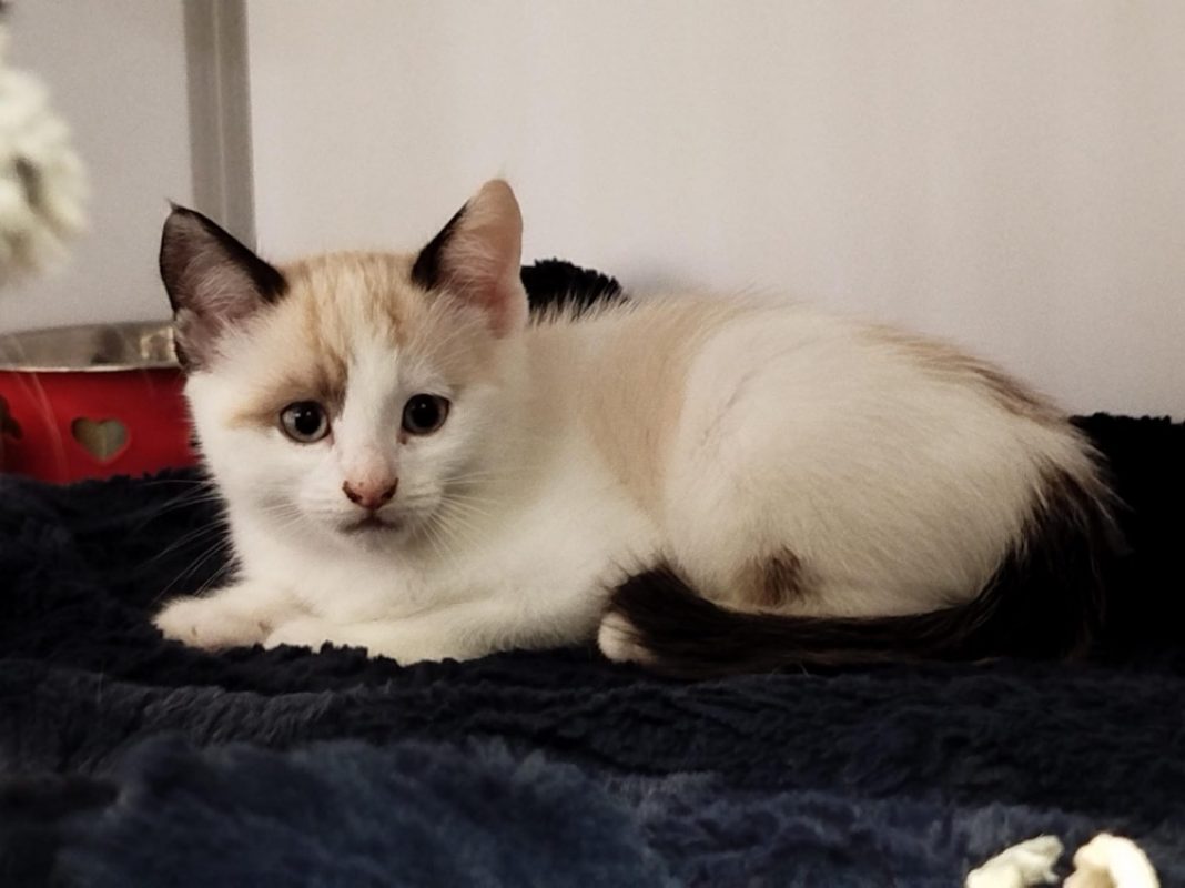 Perceval - Chat Européen à adopter