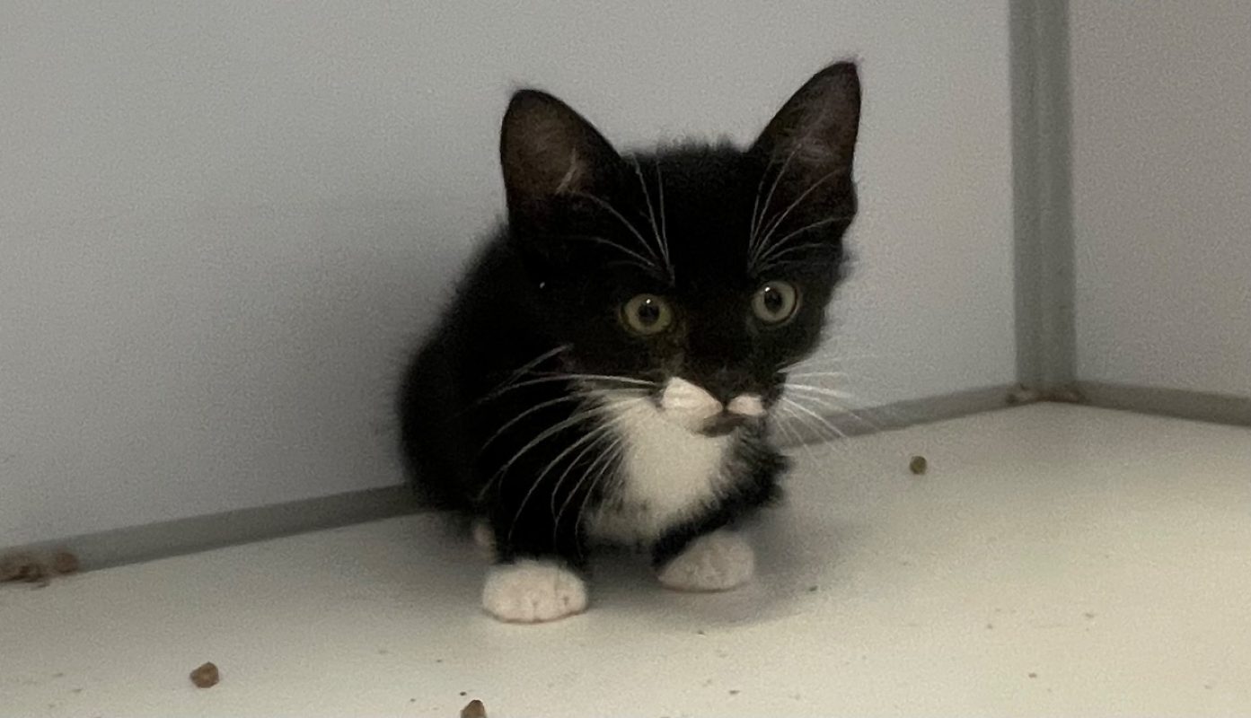 Jalapeño - Chat Européen à adopter