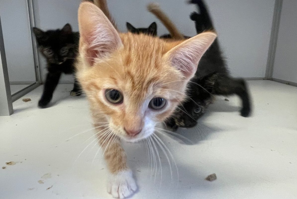 Pimiento - Chat Européen à adopter