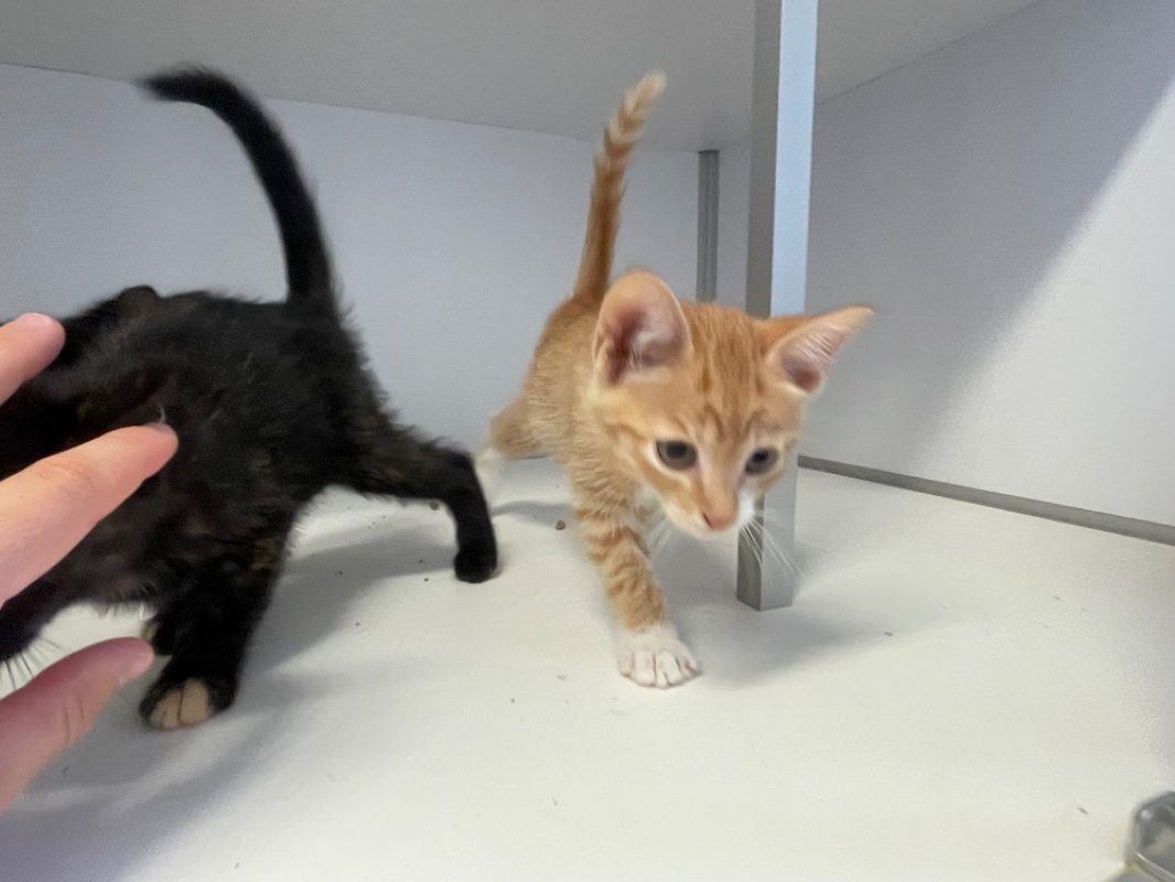 Pimiento - Chat Européen à adopter - photo 2