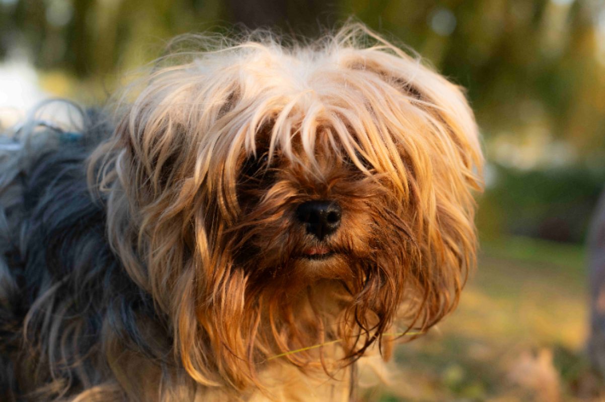 Saxo - Chien Yorkshire Terrier à adopter - photo 2