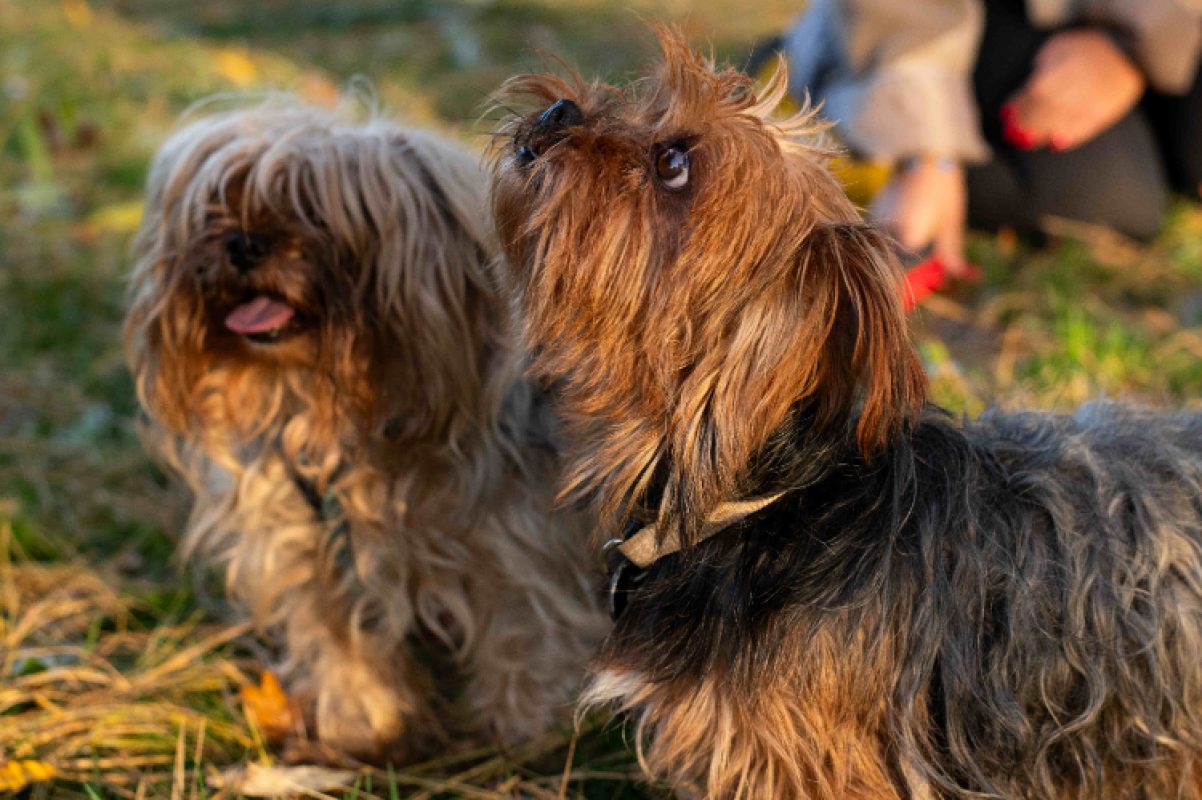 Raz mokett - Chien Yorkshire Terrier à adopter