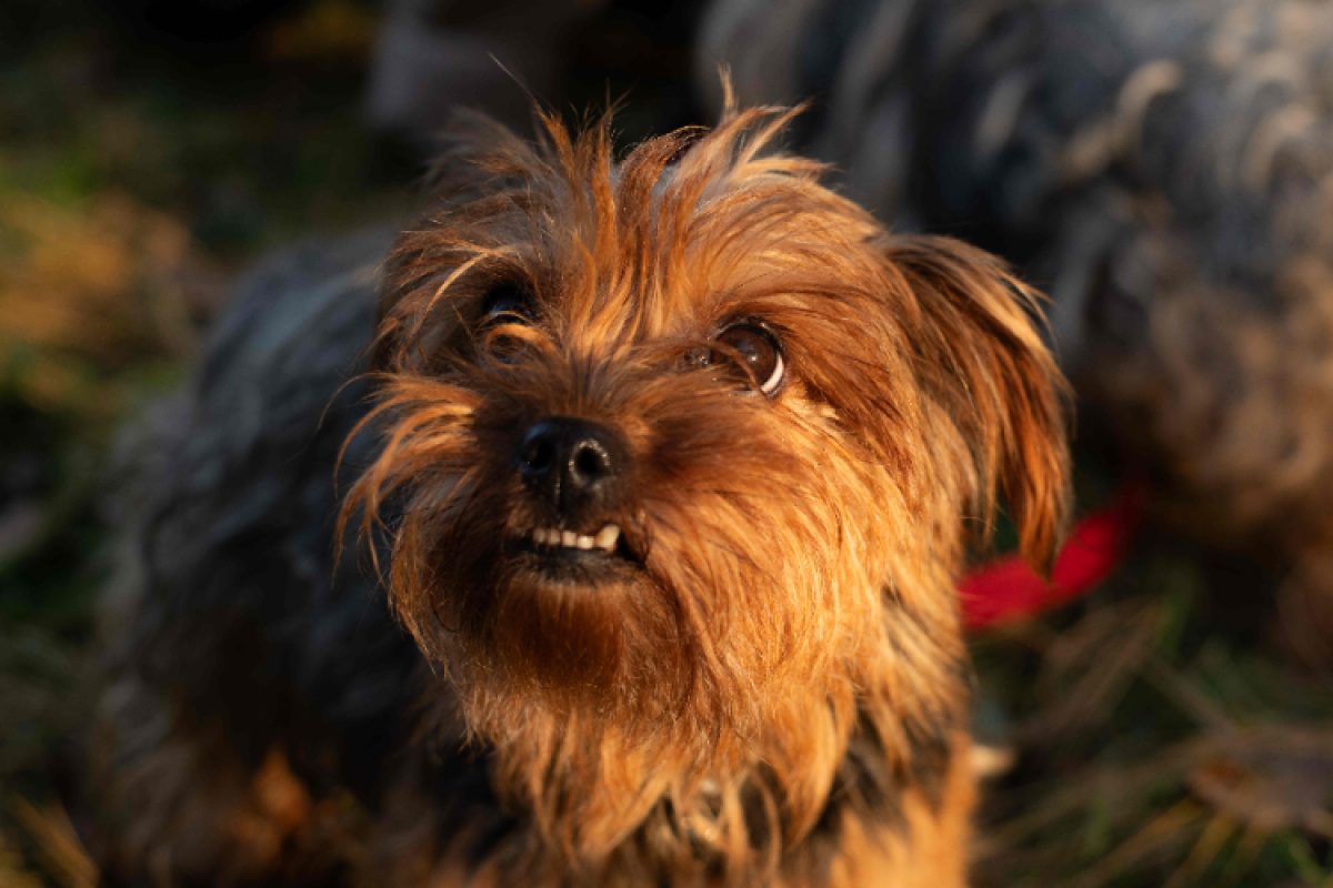 Raz mokett - Chien Yorkshire Terrier à adopter - photo 2