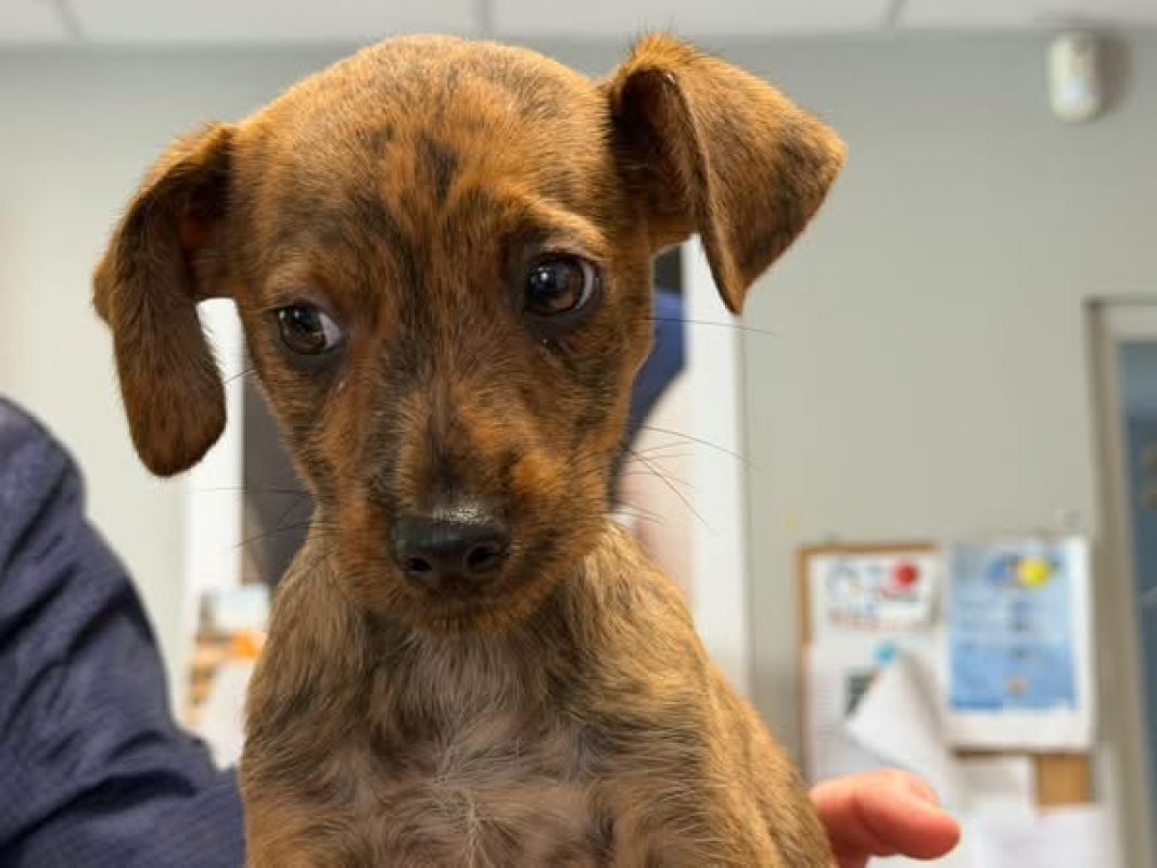 Bambi - Chien à adopter