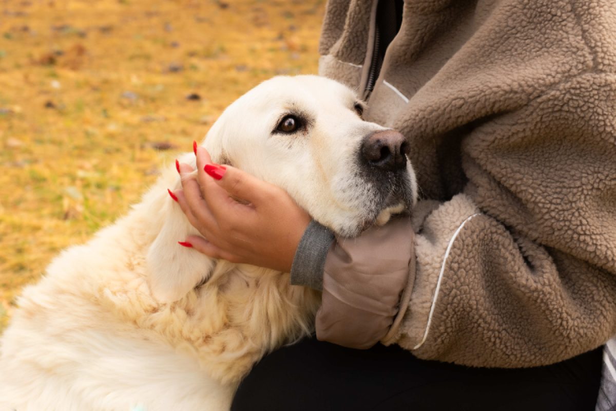 R'mess - Chien à adopter
