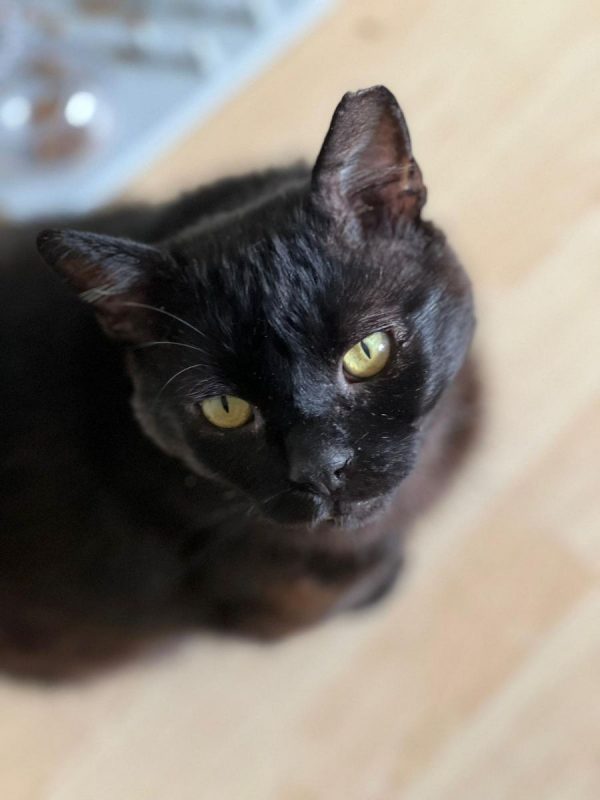 BLACKI - Chat Européen à adopter - photo 4