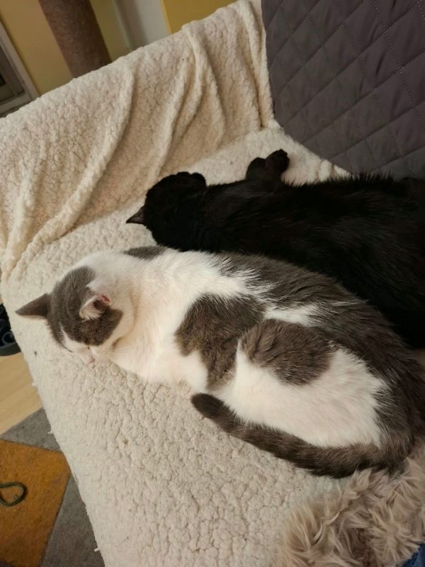 BLACKI - Chat Européen à adopter - photo 2