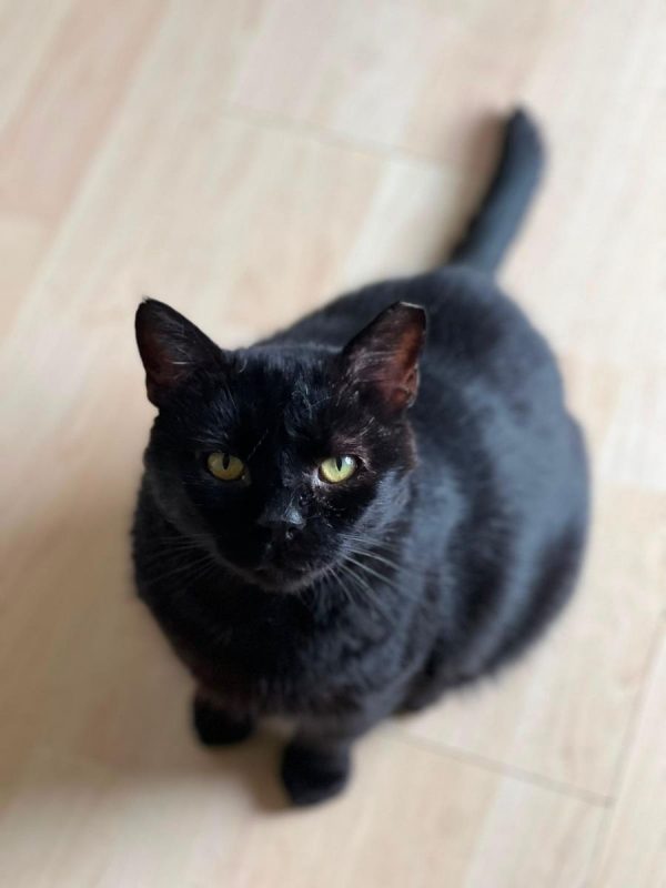 BLACKI - Chat Européen à adopter - photo 3