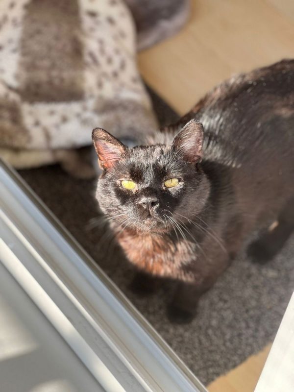 BLACKI - Chat Européen à adopter