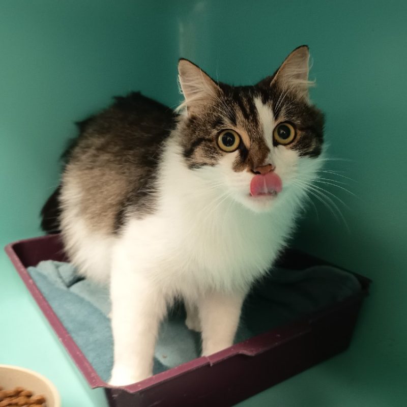 Switch - Chat Européen à adopter - photo 2
