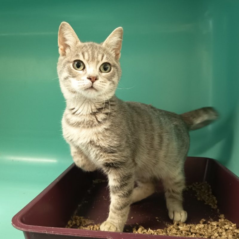 Ardwin - Chat Européen à adopter