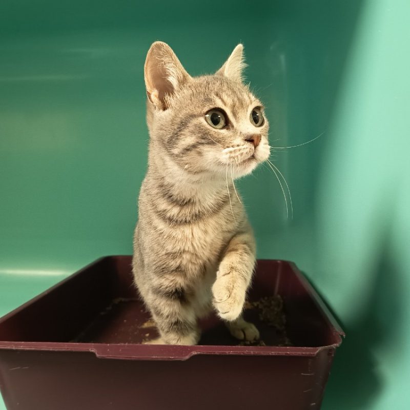 Ardwin - Chat Européen à adopter - photo 2