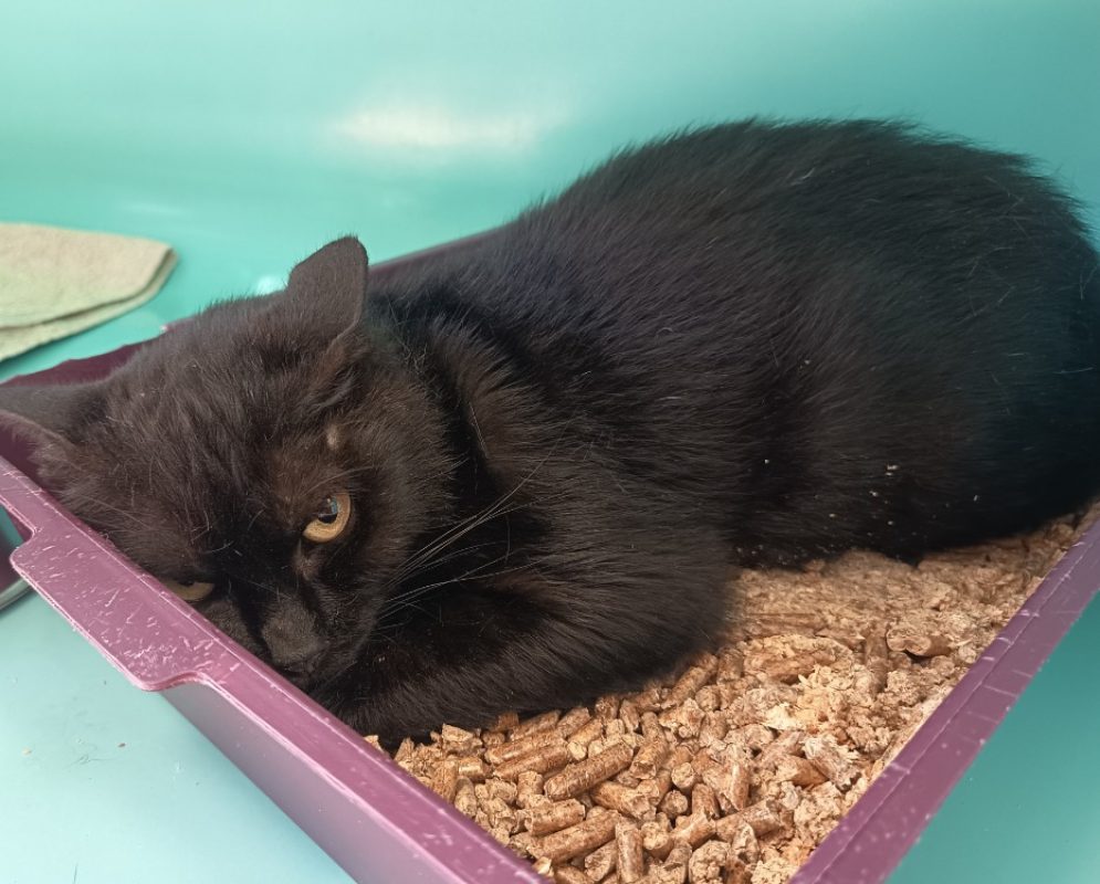 Flor - Chat Européen à adopter