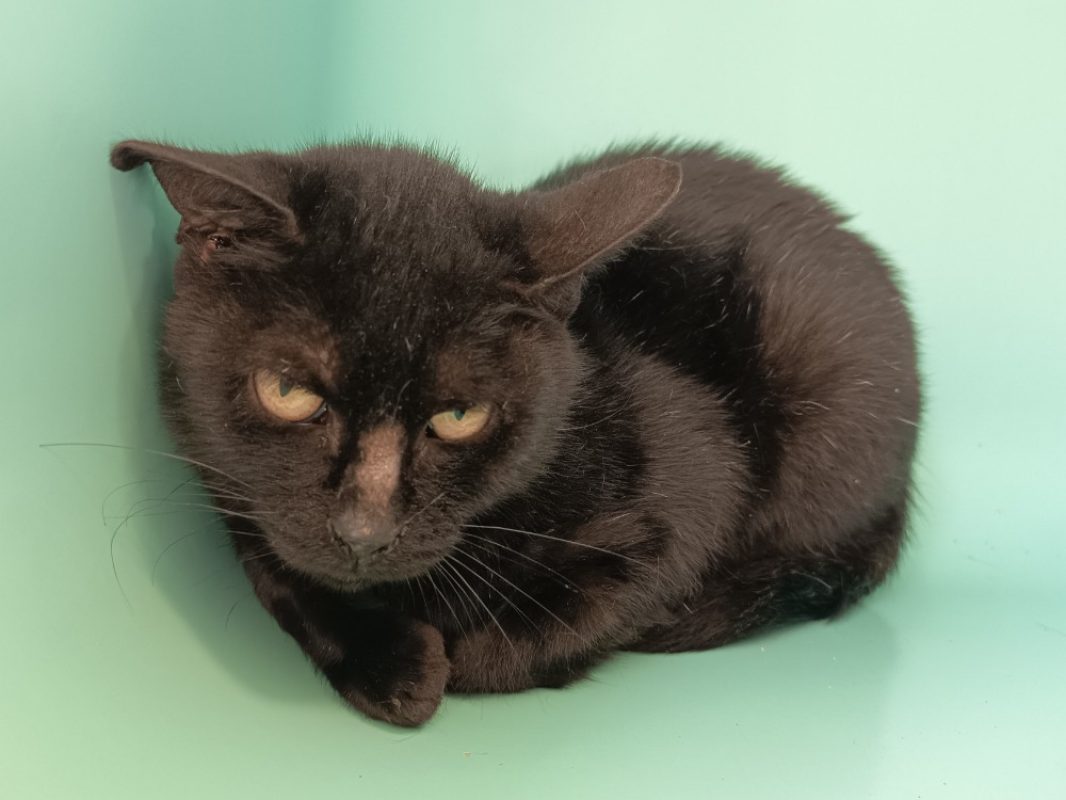 Nikita - Chat Européen à adopter