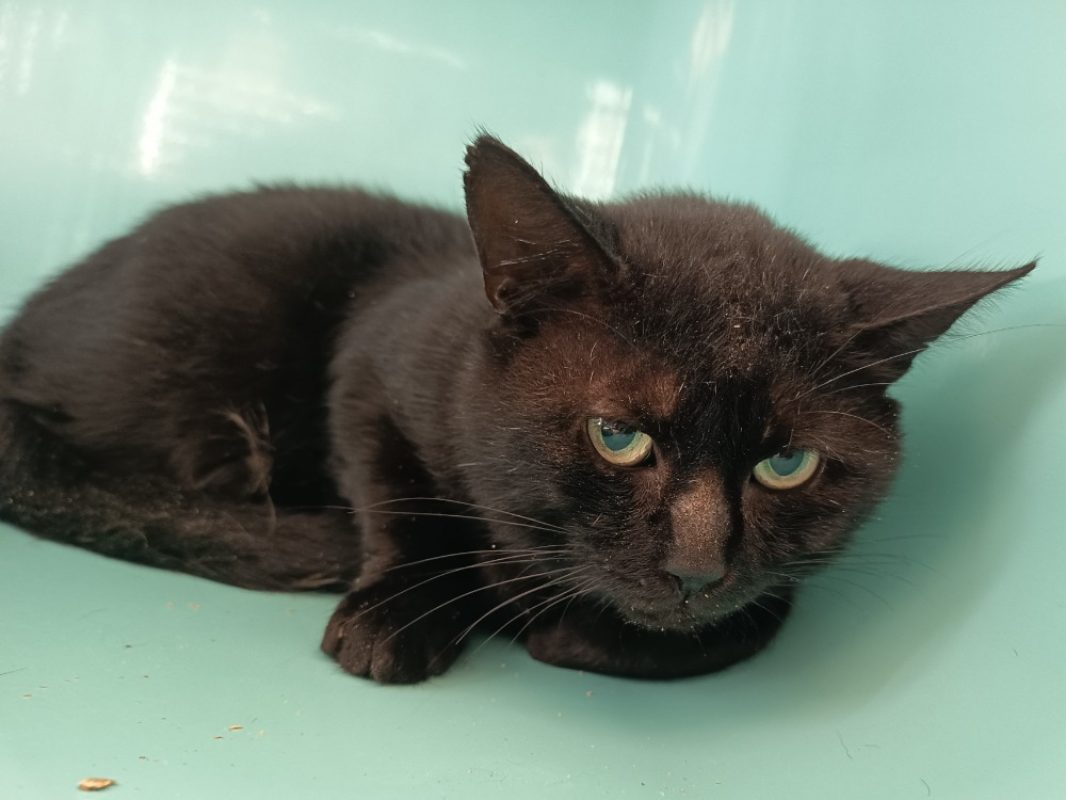 Biscuit - Chat Européen à adopter