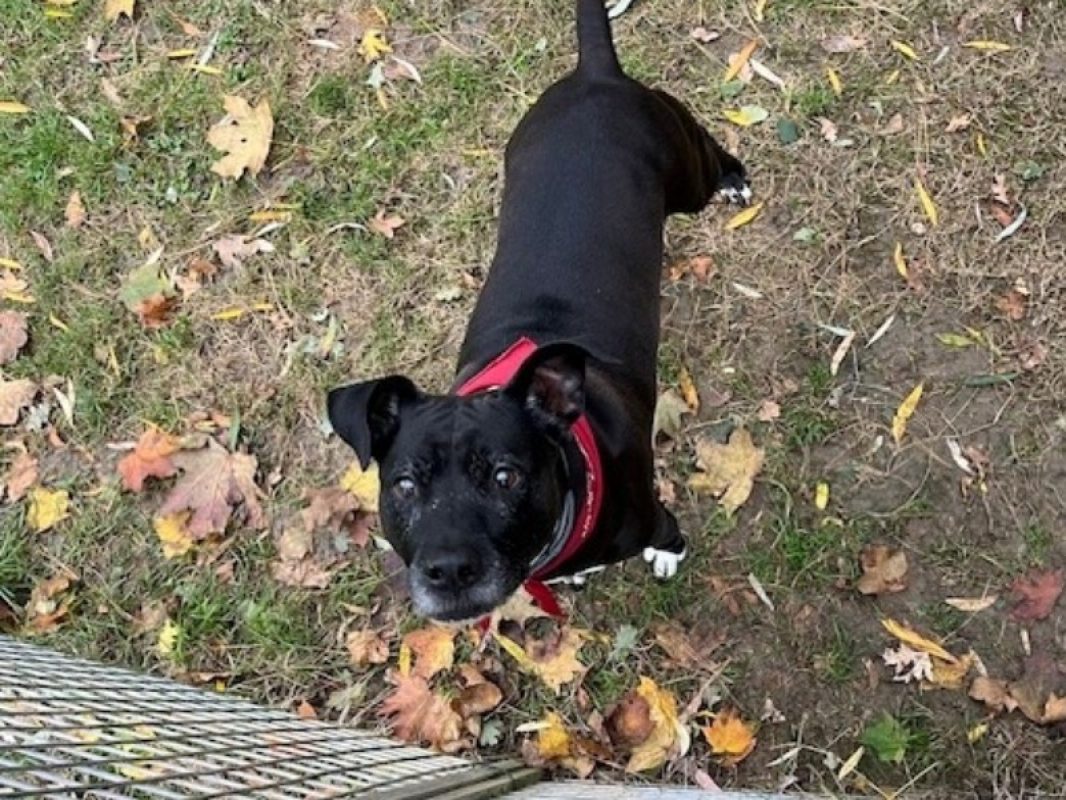 Kali - Chien à adopter