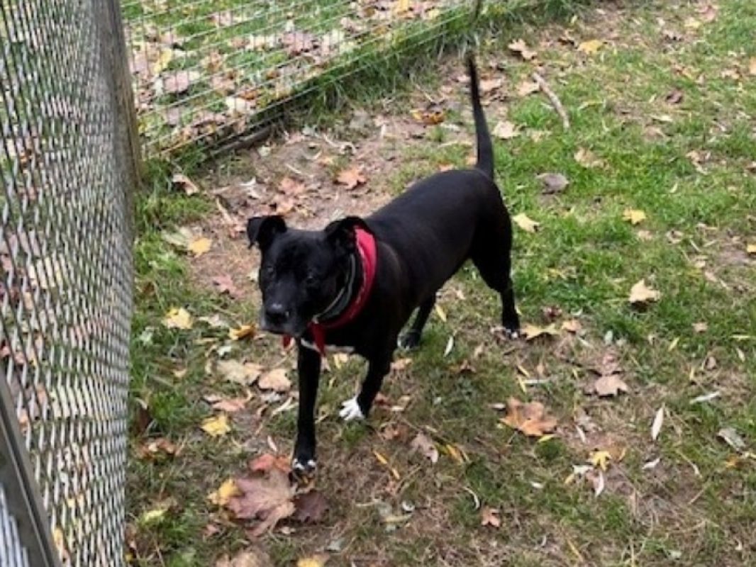 Kali - Chien à adopter - photo 2