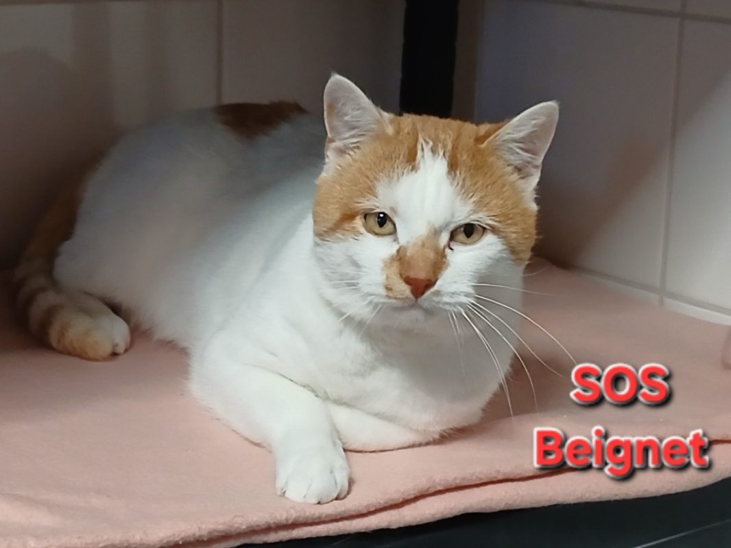 Beignet - Chat Européen à adopter