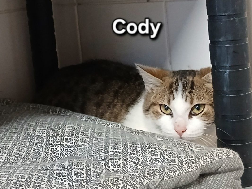 Cody - Chat Européen à adopter