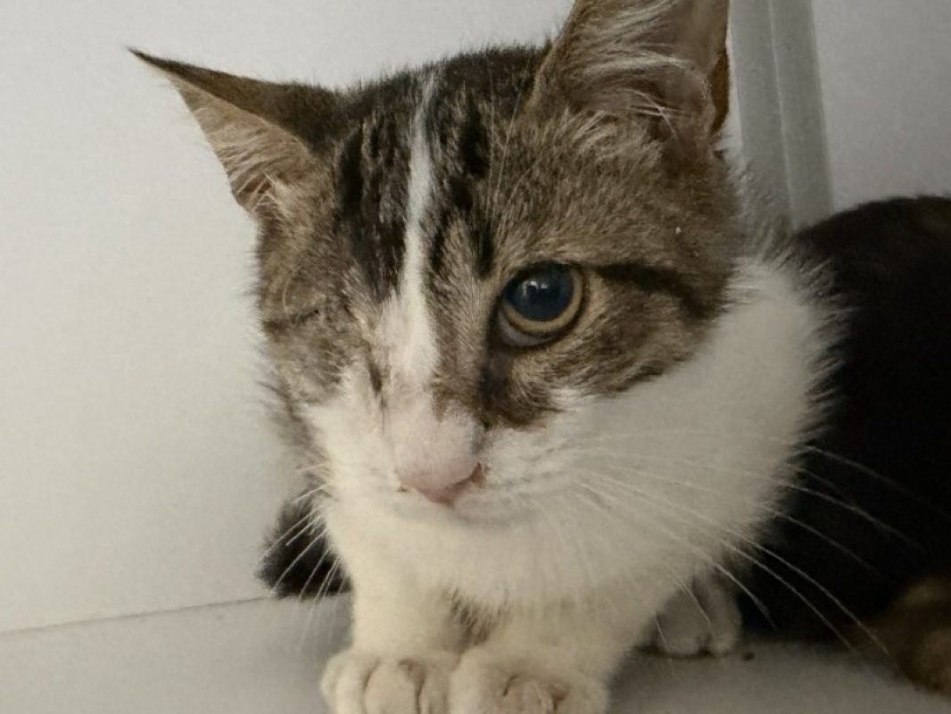 Blue - Chat Européen à adopter