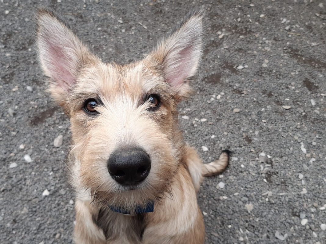 Banshee - Chien à adopter