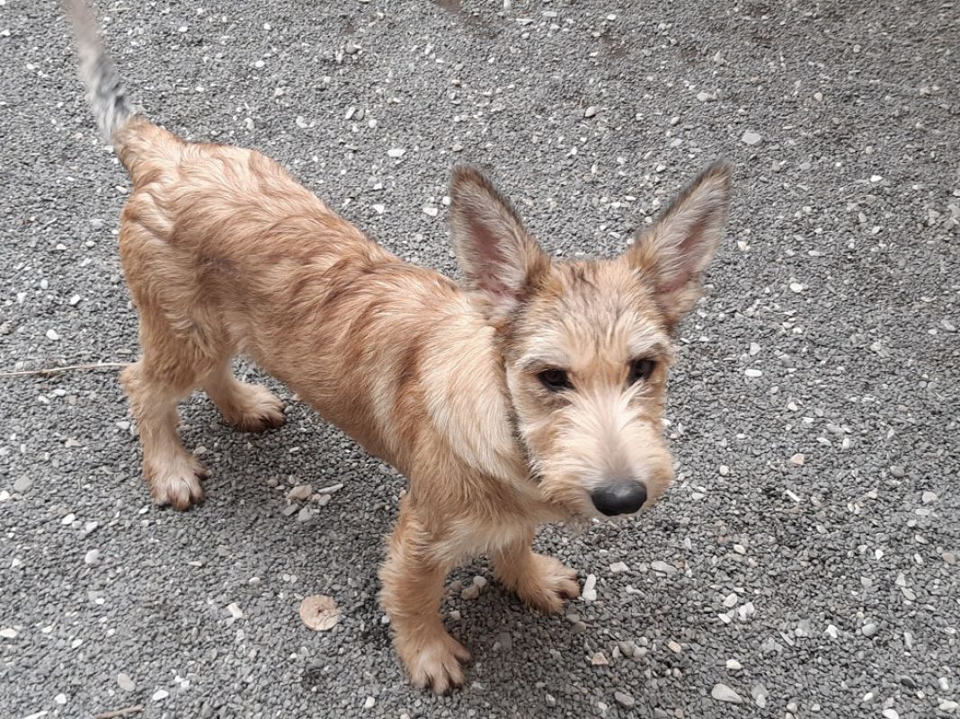 Banshee - Chien à adopter - photo 2