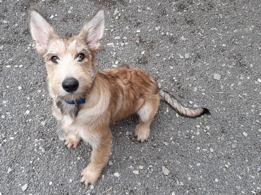 Banshee - Chien à adopter - photo 3