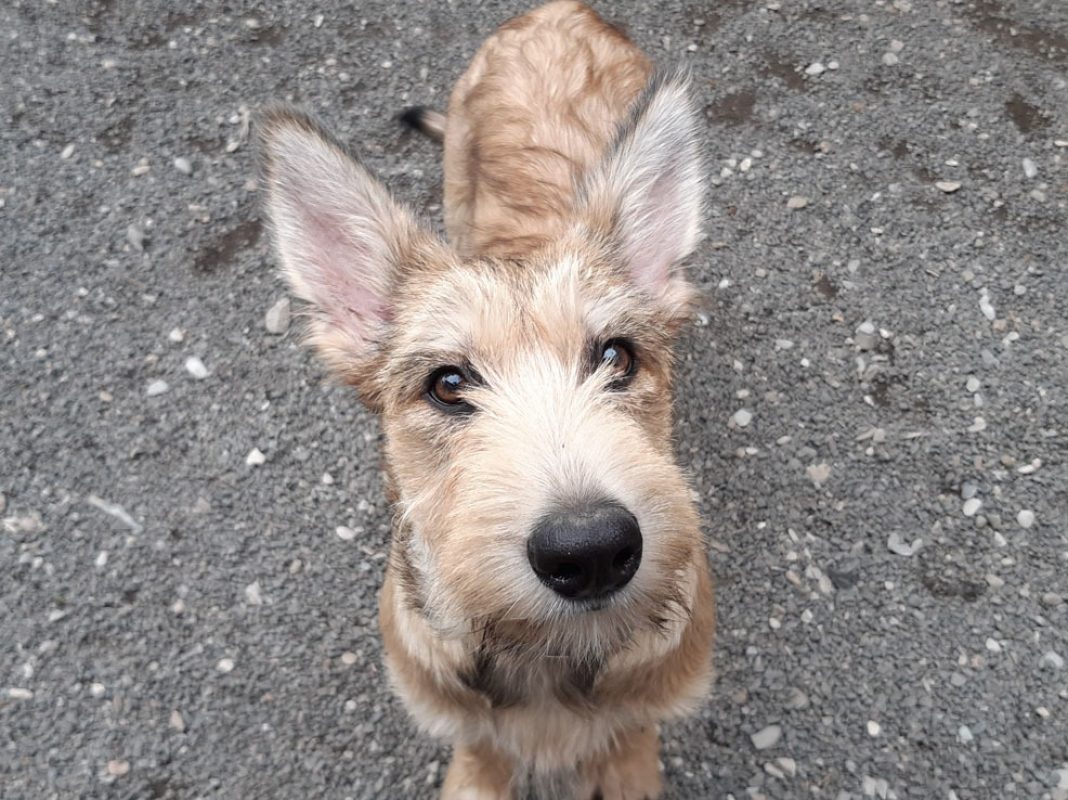 Banshee - Chien à adopter - photo 4