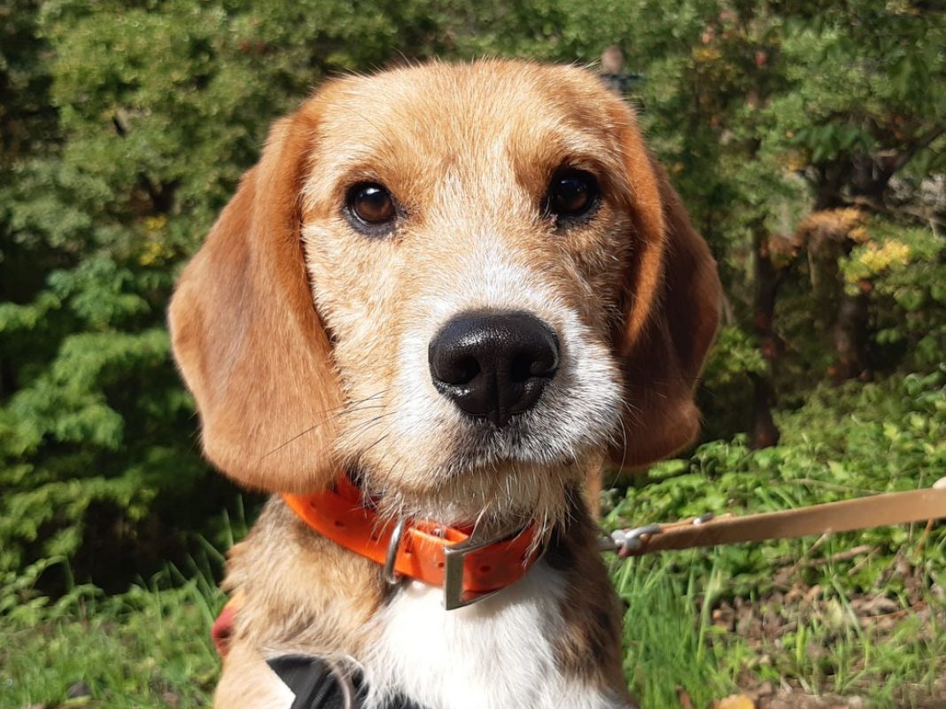 Wallace - Chien à adopter