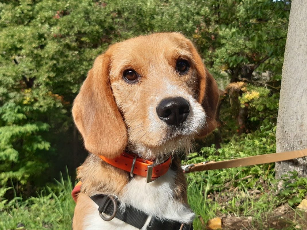 Wallace - Chien à adopter - photo 2