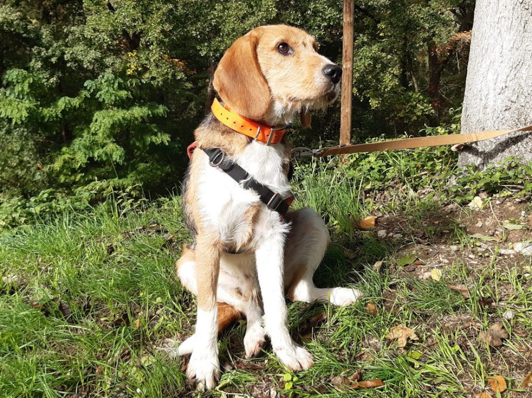 Wallace - Chien à adopter - photo 3