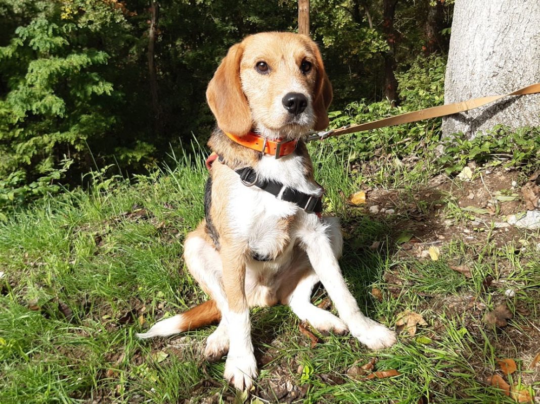 Wallace - Chien à adopter - photo 4
