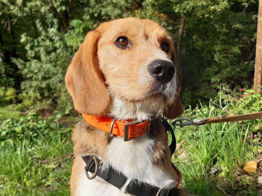Wallace - Chien à adopter - photo 5