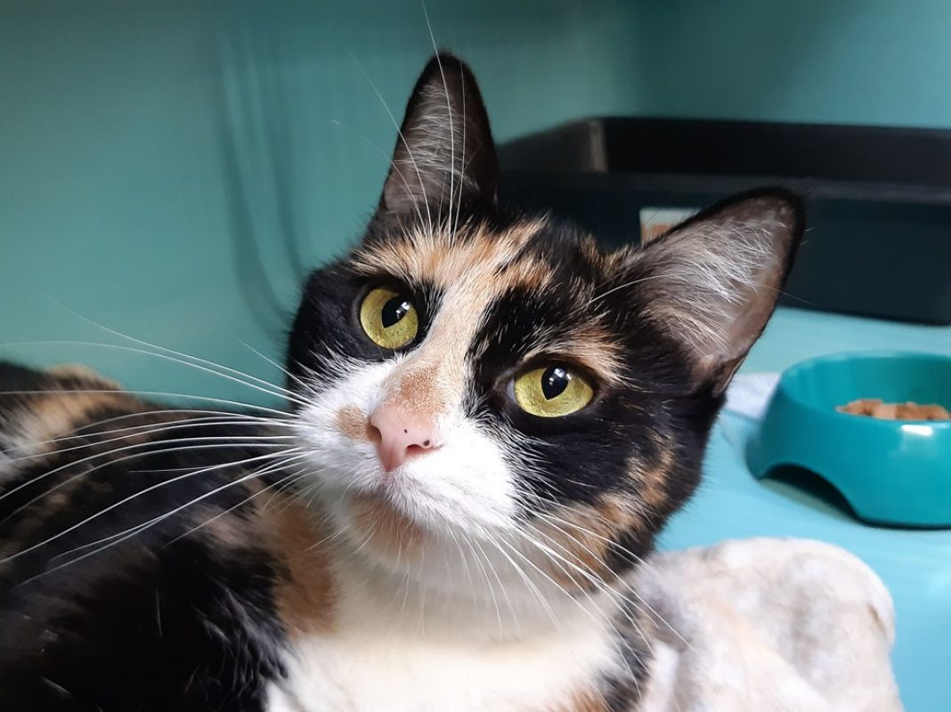 Dior - Chat Européen à adopter