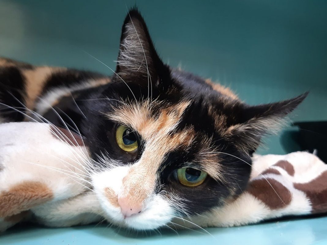 Dior - Chat Européen à adopter - photo 2