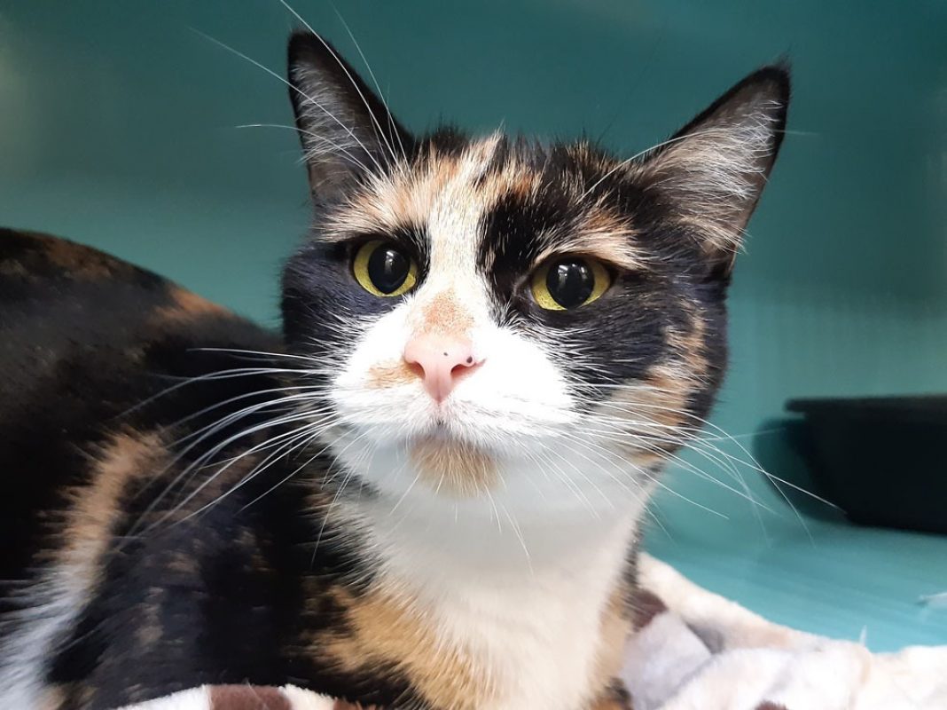 Dior - Chat Européen à adopter - photo 3
