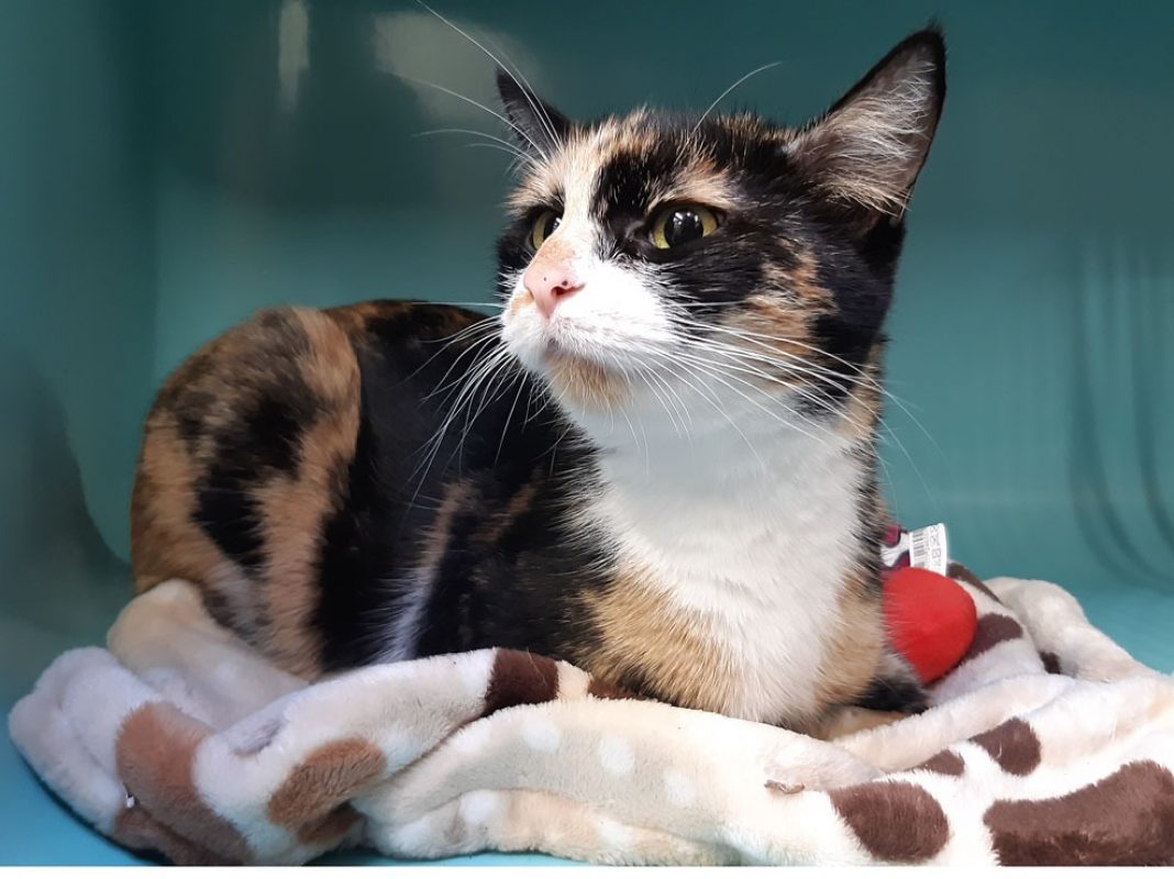 Dior - Chat Européen à adopter - photo 4