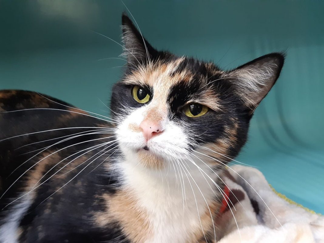 Dior - Chat Européen à adopter - photo 5
